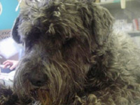 腹痛による沈うつ