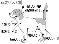 体表リンパ節の位置