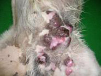 皮膚型リンパ腫