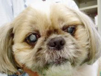 糖尿病性白内障の犬