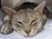 糖尿病性昏睡の猫