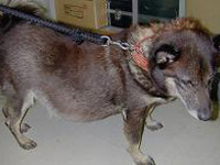 クッシングの腹囲膨満